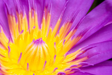 Closeup Colorful Purple Water Lily Or Lotus Flower Blooming In Macro Shot