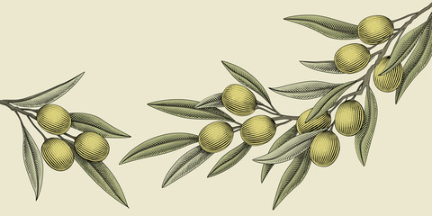woodcut style olive illustration