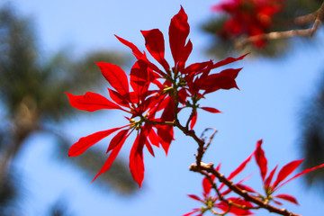 Red tree leafs