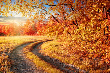 Wall Mural - country road in autumn park with orange leaves