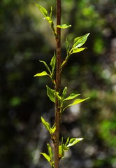 Wall Mural - branch with raw leaves in spring