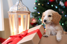 Cute English Cocker Spaniel Puppy In Christmas Gift Box Indoors