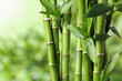 canvas print picture - Beautiful green bamboo stems on blurred background