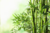 Green bamboo stems on blurred background. Space for text