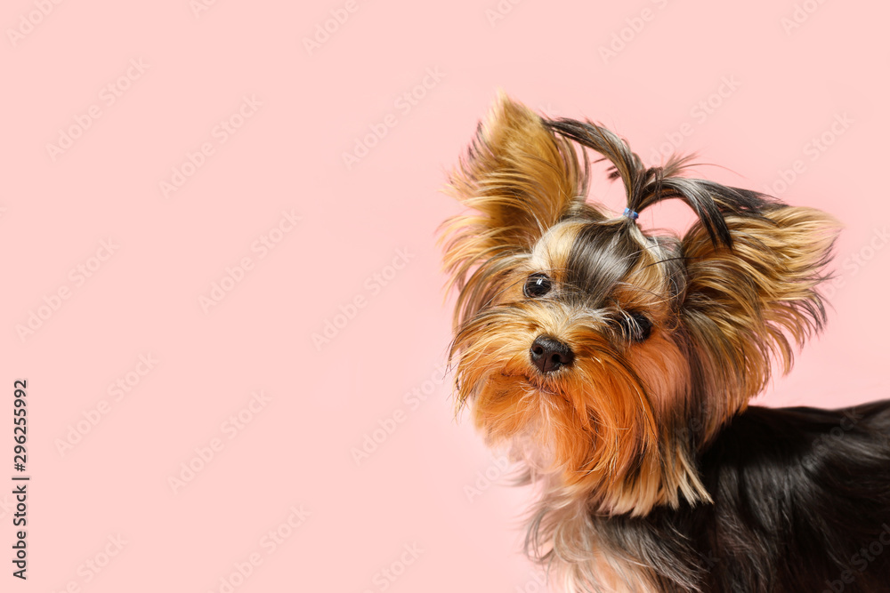 Adorable Yorkshire terrier on pink background, space for text. Cute dog - obrazy, fototapety, plakaty 