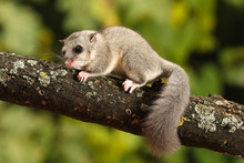 Cute Edible Dormouse, Glis Glis On The Branch
