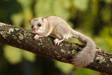 cute dormouse, glis glis on the branch