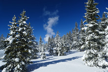 Romantic Winter In Yellowstone National Park, Snow Covered Trees And Blue Sky With Geyser