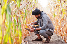 South Asian Agronomist Farmer Inspecting Corn Field Farm. Agriculture Production Concept.
