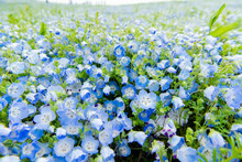 Blue Sky And Nemophila Menziesii (baby Blue Eyes Flower), Flower Field At Hitachi Seaside Park,  Spring, Ibaraki, Japan 