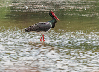 Wall Mural - black stork in water