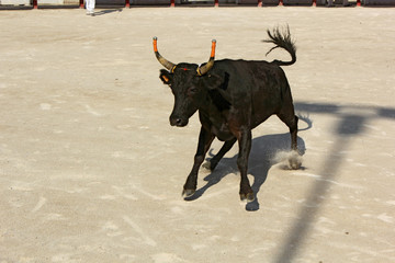 Poster - course camarguaise