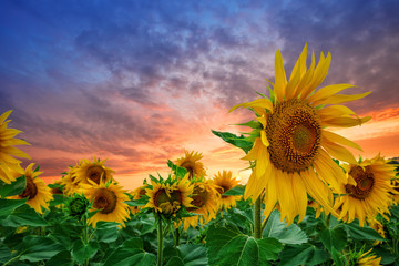 Wall Mural - sunflowers at sunset against dramatic sky