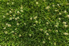 Abstract Texture Background, Natural Bright Green Grass