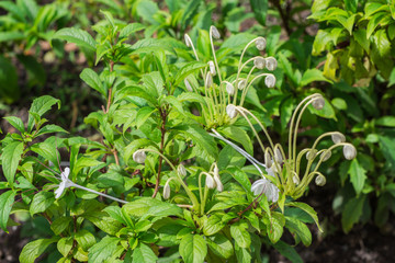 Wall Mural - Amazing white bud flowers of Do-Re-Me shrub or rotheca incisa (Clerodendrum Incisum) are blooming on tree in the tropical herbal garden