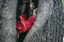 Autumn Red Maple Leaf On A Background Of Tree Bark