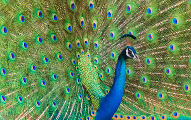 A peacock displaying its tail feathers during mating season in Sri Lanka