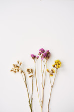 Dried Wild Flowers On White Table Background Top View.