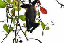 Capuchin Monkey Primate , In Arenal Volcano Area Costa Rica Central America