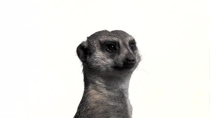 Poster - Meerkat turns its head in different directions, isolated on a white background. slow motion