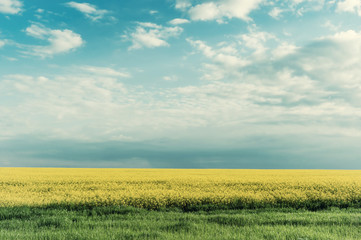 Wall Mural - landscape with big rape fields