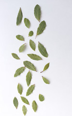 Wall Mural - Aromatic bay leaves isolated on white background. The Bay leaf is an aromatic leaf commonly used in cooking. It can be used whole, or as dried and ground.