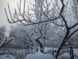 Ogród zimowy, śnieg i szron na gałęziach drzew