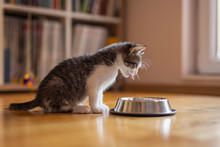 Kitten Licking Milk From A Bowl