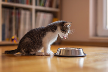 Sticker - Kitten licking milk from a bowl