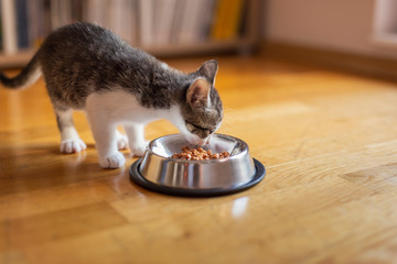 Sticker - Kitten feeding from a bowl