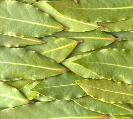 Wall Mural - Bay leaves in the background fills the frame. The Bay leaf is an aromatic leaf commonly used in cooking. It can be used whole, or as dried and ground.