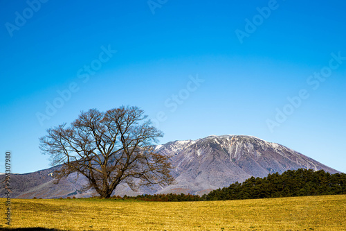 小岩井農場の一本桜と岩手山 Stock Foto Adobe Stock