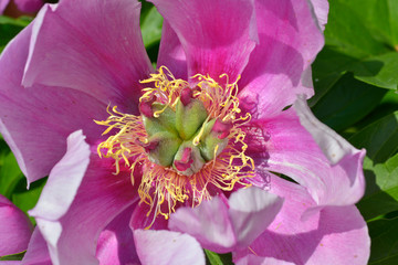 Wall Mural - Macro red Chinese peony flower (Paeonia lactiflora) 