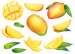 Watercolor set of mango fruits with green leaves