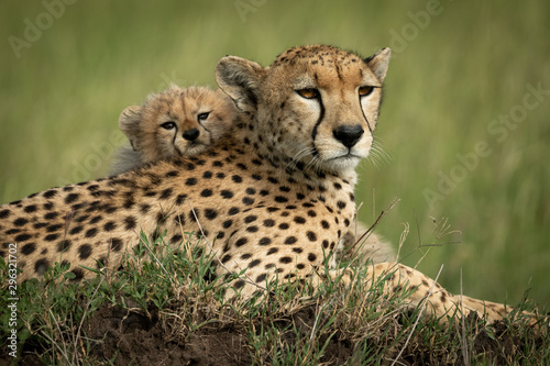 Fotografía Close-up of cub on back of cheetah