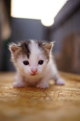 Wall Mural - White small baby kitten, closeup portrait outdoors.