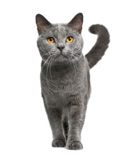 Chartreux Cat, 16 Months Old, Standing In Front Of White Background