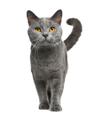 Poster - Chartreux cat, 16 months old, standing in front of white background