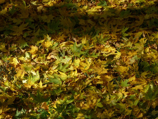 Wall Mural - autumn leaves on the ground