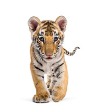 Two Months Old Tiger Cub Walking Against White Background