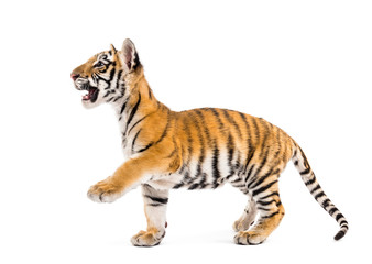 Wall Mural - Two months old tiger cub walking against white background