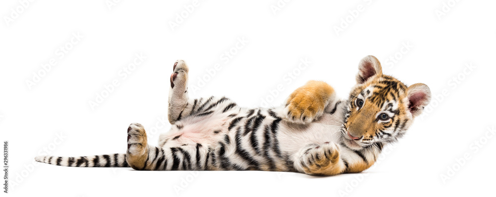 Obraz na płótnie Two months old tiger cub lying against white background w salonie