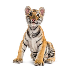 Two months old tiger cub sitting against white background