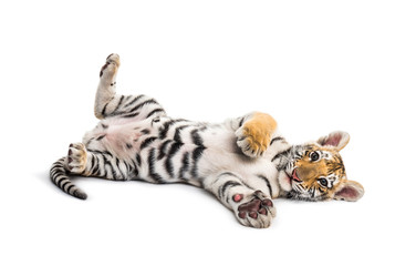 Two months old tiger cub lying against white background