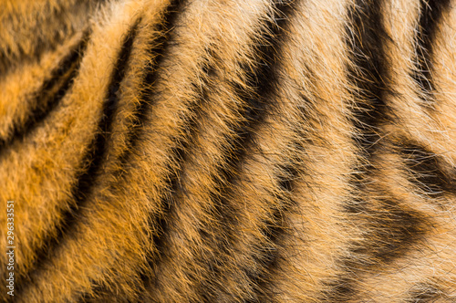 Photographie Close up of two months old tiger cubs fur