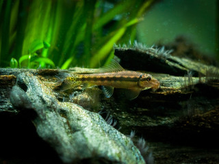 Sticker - Chinese Algae Eater in fish tank (Gyrinocheilus aymonieri)