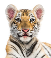 Two Months Old Tiger Cub Against White Background