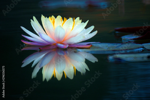 Fotografía Blooming lotus flower or water lily in the pond