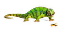 Panther Chameleon, Furcifer Pardalis, Eating Migratory Locust