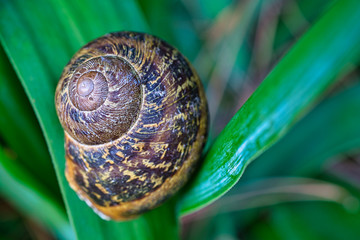 Snail shell on green leaves background, close-up image